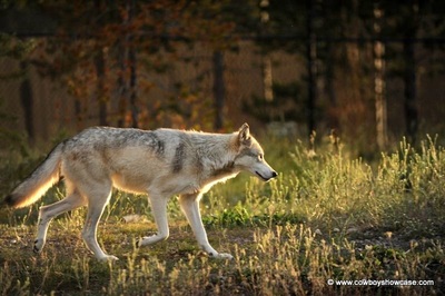 hunting wolf