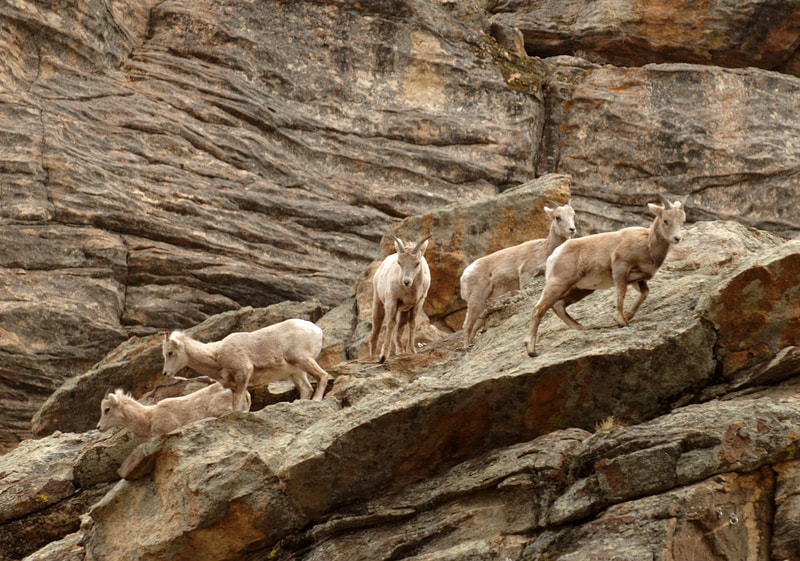 bighorn sheep lambs